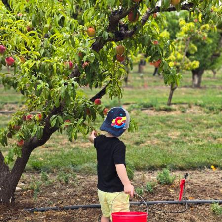 Boy Picking Fruit