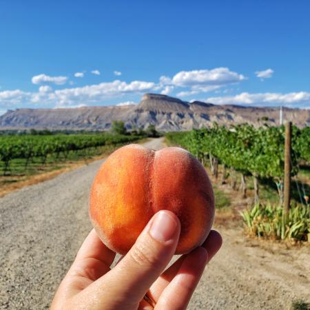 Peach in front of Mount Garfield