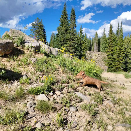 Small Dog Hiking on the Grand Mesa