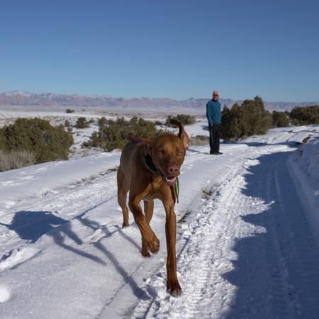 Dog and Hiker on the Trail