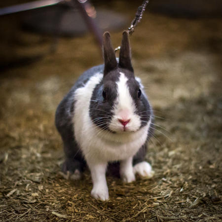 pennsylvania-farm-show-rabbit