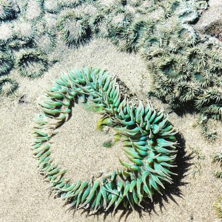 Sea Anemone