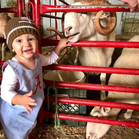 photo of a smiling child holding onto a red gate during a trip to a petting zoo with sheep