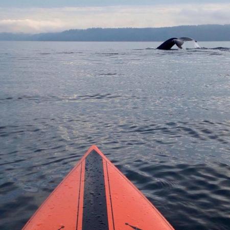 Visit with a Humpback at Dalco Passage in October. Tacoma, Washington. Credit: Dean Burke