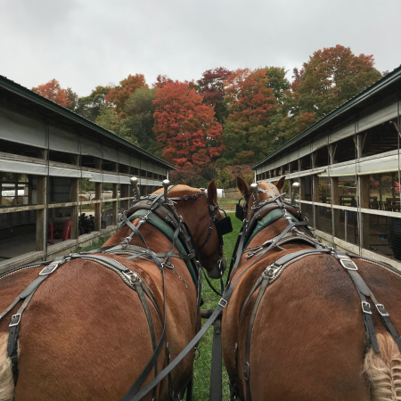 Country Dairy