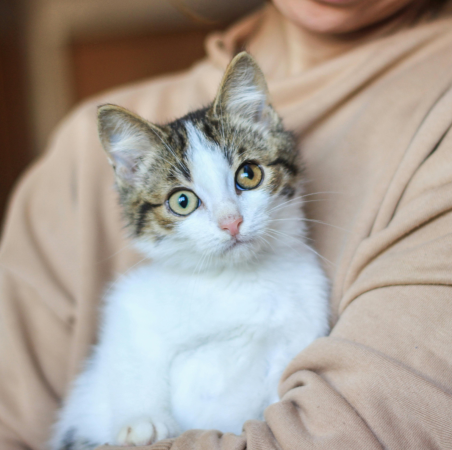 Person Holding a White Cat
