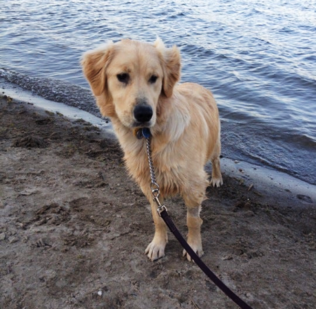 Golden Retriever on Lake | Noble County