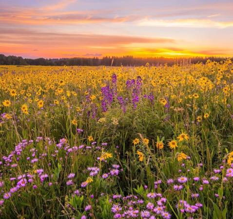 It's looking like a very good year for wildflowers in Colorado