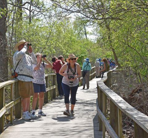 Magee Marsh Boardwalk Biggest Week in Birding