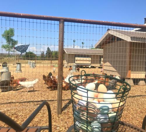 farm fresh eggs with chickens in distance