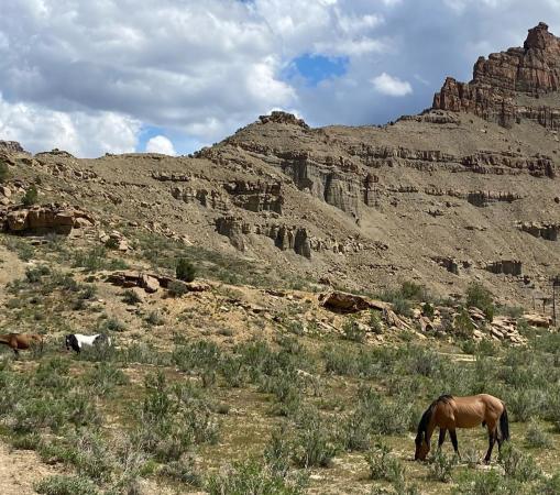 Horses at the Little Book Cliffs Wild Horse Range