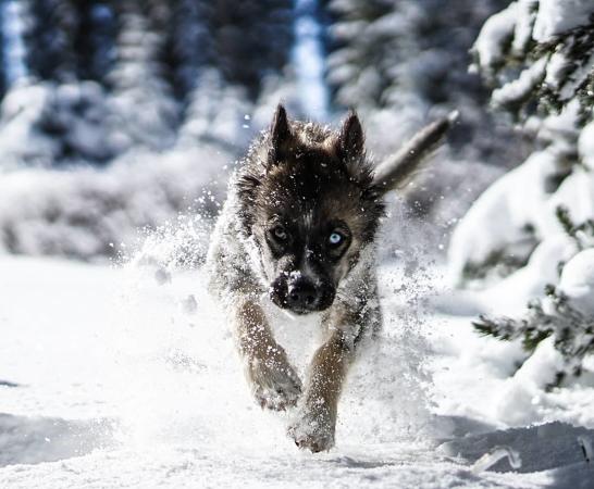 Husky Dog Running through the Snow