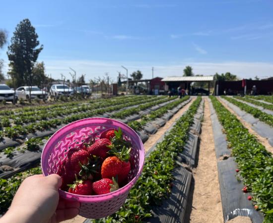 Fruit Trail