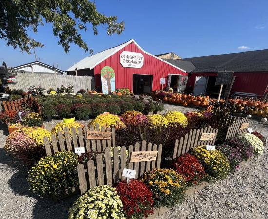 Dougherty Orchards - fall