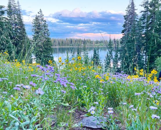 View of Grand Mesa with FlowersView of Grand Mesa with Flowers