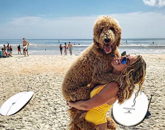 Pet Friendly Hotels In Flagler Beach Where To Stay With Dogs