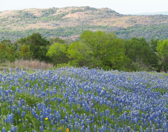 Bluebonnet Field