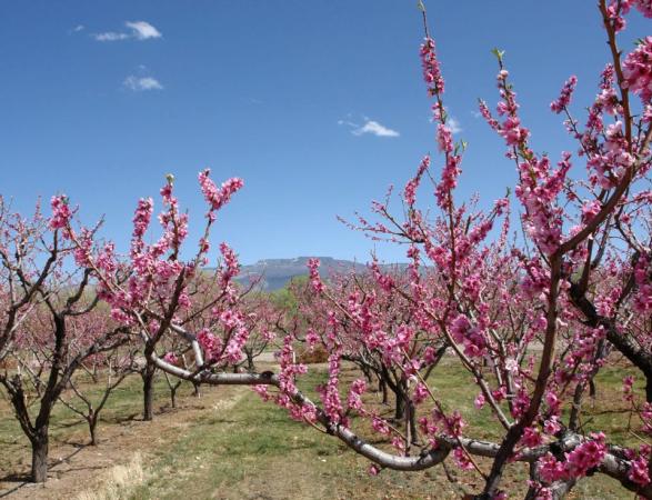 Pear Blossom Farm