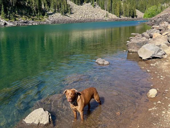 Dog in a Lake on the Grand Mesa