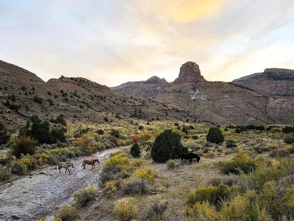 Horses crossing a stream Little Book Cliffs Wild Horse Range