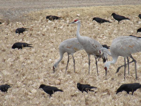 Albuquerque Open Space birds