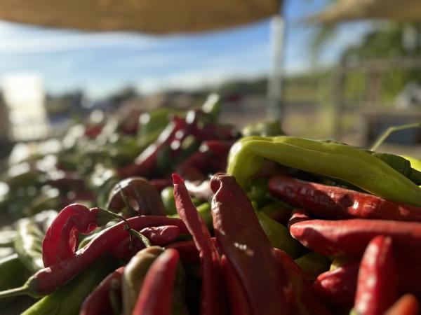 Red and green chile on a table at Big Jim Farms