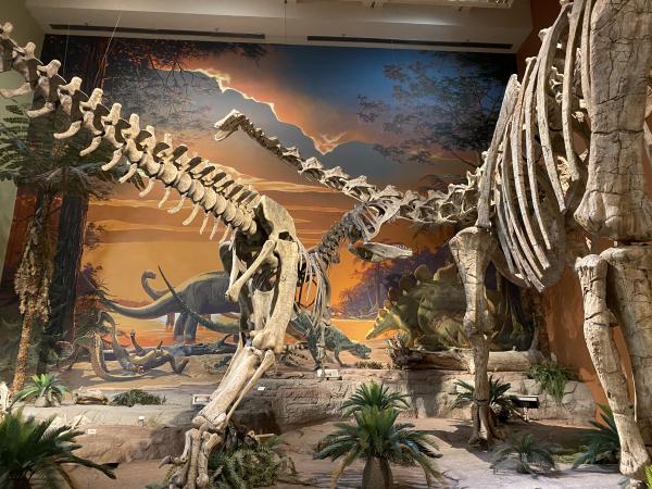 Two dinosaur fossils on display at the New Mexico Museum of Natural Science & History