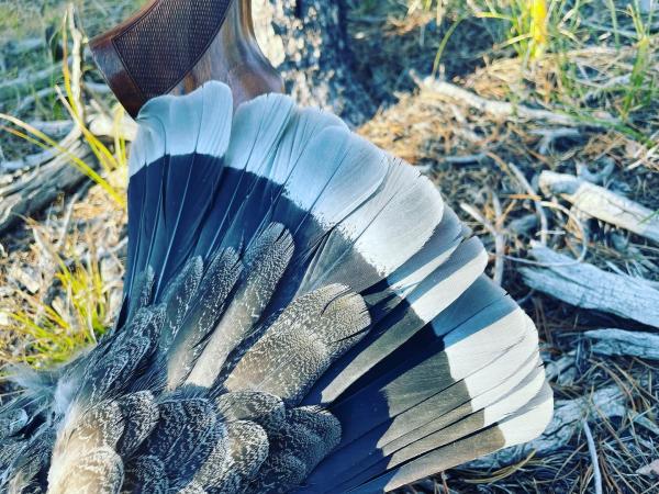 Dave hunting birds