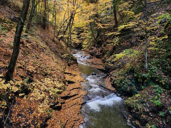 Fall picture of trees and stream