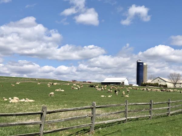 Meadow with sheep and blue sky