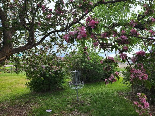 The scenic disc golf basket at Hole 2 at Clear Creek in Cheyenne. The basket is surrounded by lilac bushes and a blooming crab apple tree.