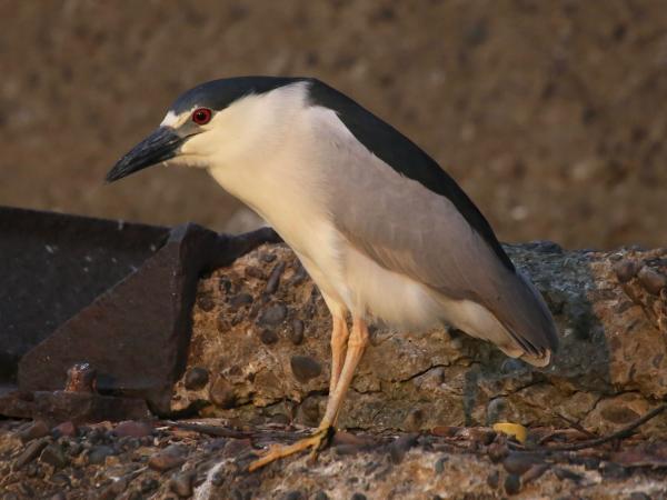 Birding Blog - Black-crowned Night Heron - Falls of the Ohio - Clark
