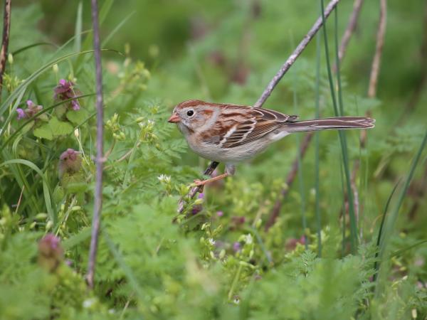 Birding Blog - Field Sparrow - Chapel Lake Park - Clark