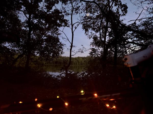 Denise Greer - Loop Island Wetlands