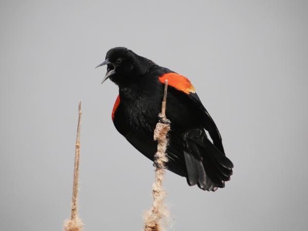 Birding Blog - Red-winged Blackbird - Sam Peden - Floyd