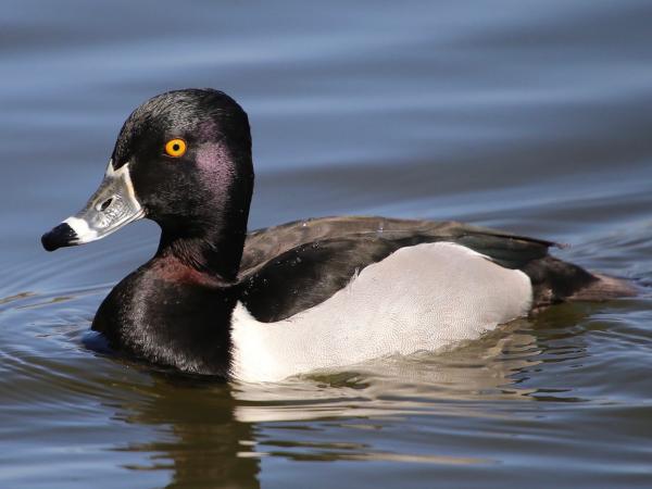 Birding Blog - Ring-necked Duck - Perrin Park - Clark