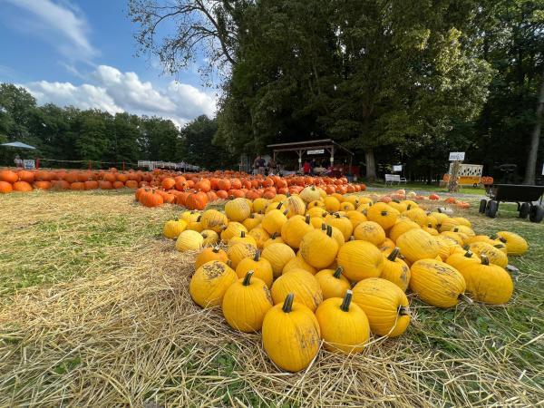 Freeman's Farm Pumpkins in Galena