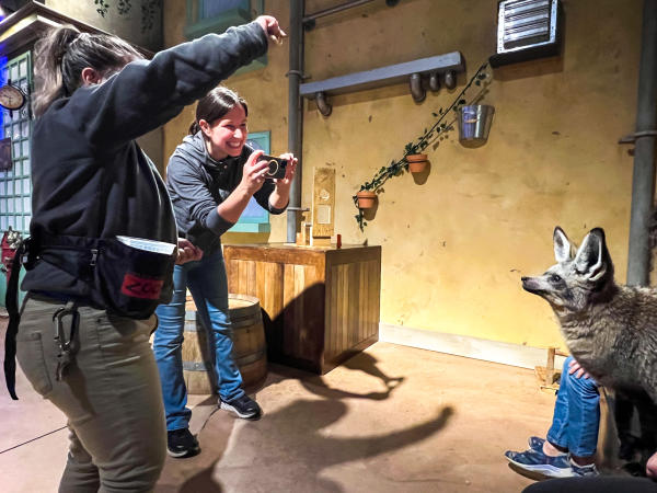 People Taking A Picture Of A Bat-Eared Fox At The Columbus Zoo and Aquarium