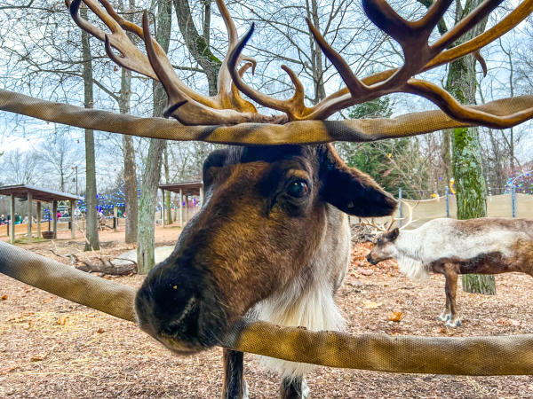 A Reindeer At The Columbus Zoo and Aquarium