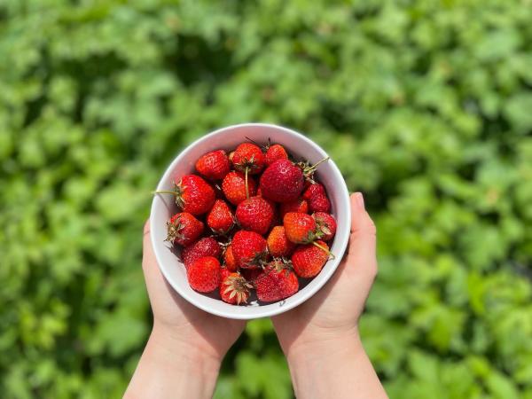 A bowl full of fresh strawberries from Jorgensen Farms
