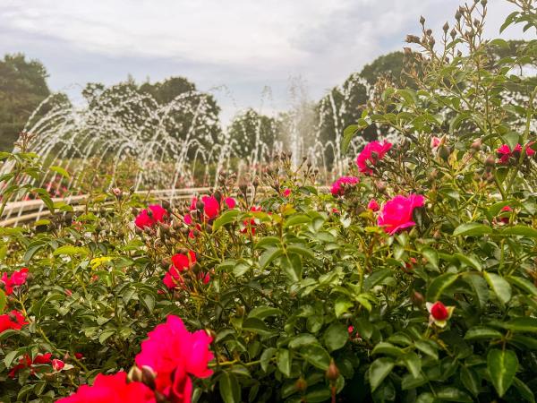 Whetstone Park of Roses