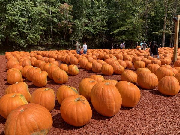 Pumpkin Patch, large pumpkins laying on mulch