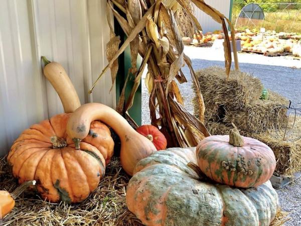 Jacquemin Farms Pumpkins