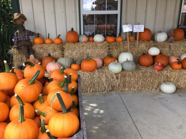 Jacquemin Farms Pumpkins