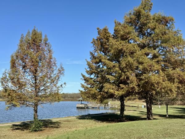 The pier that extends out into the pond at Carol Ann Cross park tucked behind a pair of trees.