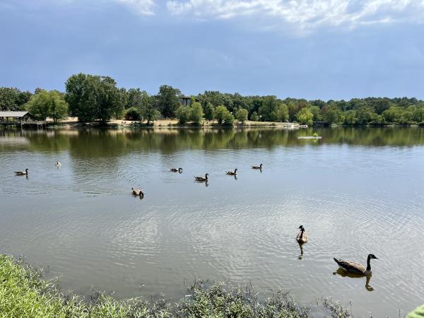 A gaggle of nine geese paddle through Wells Lake at Janet Huckabee Nature Center in Fort Smith, Arkansas.