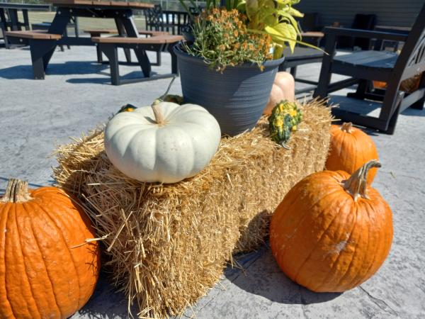 Fall decorations at the Hive Coffeehouse.