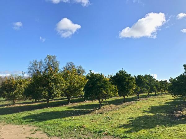 Orange grove at SJRPT