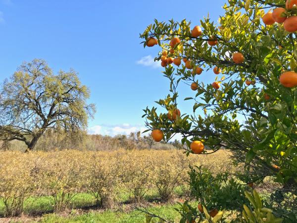 Orange tree amongst nature at SJRPT