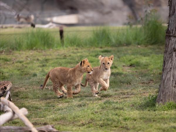 Chaffee Zoo lion cubs